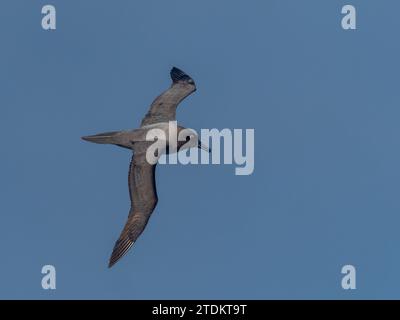 Albatro dalle maniche chiare, Phoebetria palpebrata, che scivola nel cielo blu sull'oceano al largo delle isole subantartiche della nuova Zelanda Foto Stock