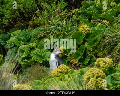 Pinguino dagli occhi gialli, antipodi Megadyptes, nelle megaerbe di Enderby Island, nuova Zelanda Foto Stock