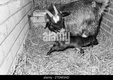 Nascita di capre giovani, allevamento di animali, B'wijk, fattorie, animali, Beverwijk, Paesi Bassi, 19-02-1979, Whizgle News from the Past, su misura per il futuro. Esplora le narrazioni storiche, l'immagine dell'agenzia olandese olandese con una prospettiva moderna, colmando il divario tra gli eventi di ieri e quelli di domani. Un viaggio senza tempo che delinea le storie che plasmano il nostro futuro Foto Stock