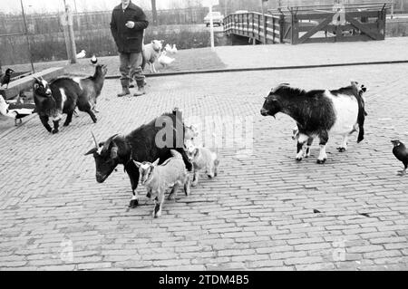 Young Goats in Animal Farm a Beverwijk, Dieren, 20-01-1975, Whizgle News from the Past, su misura per il futuro. Esplora le narrazioni storiche, l'immagine dell'agenzia olandese olandese con una prospettiva moderna, colmando il divario tra gli eventi di ieri e quelli di domani. Un viaggio senza tempo che delinea le storie che plasmano il nostro futuro Foto Stock