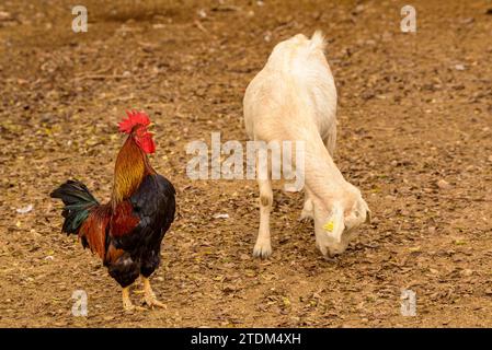A rooster and a sheep in a corral in Palau de Santa Eulàlia on a cloudy autumn morning (Alt Empordà, Girona, Catalonia, Spain) Stock Photo