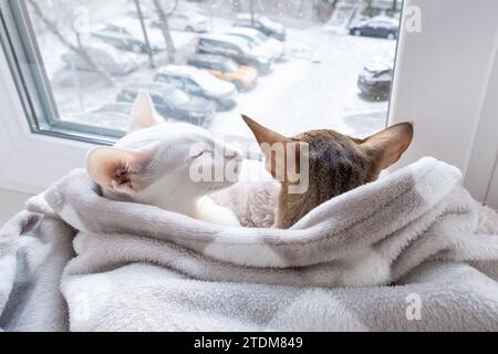 Grazioso gattino orientale shorthair tabby e gatto orientale bianco che guarda fuori dalla finestra sulla strada invernale Foto Stock