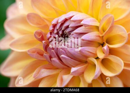 Fiore rosa e arancione Cactus dahlia in fiore Foto Stock