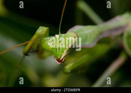 European mantis Mantis religiosa si pulisce. Bornos. Cadice. Andalusia. Spagna. Foto Stock