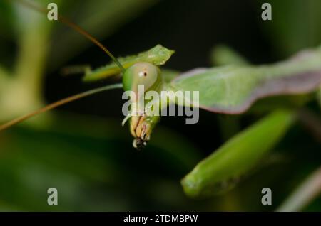 European mantis Mantis religiosa si pulisce. Bornos. Cadice. Andalusia. Spagna. Foto Stock