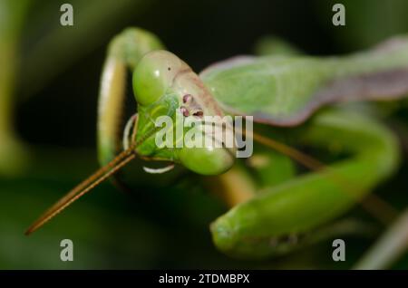 European mantis Mantis religiosa Pulisci una delle sue antenne. Bornos. Cadice. Andalusia. Spagna. Foto Stock