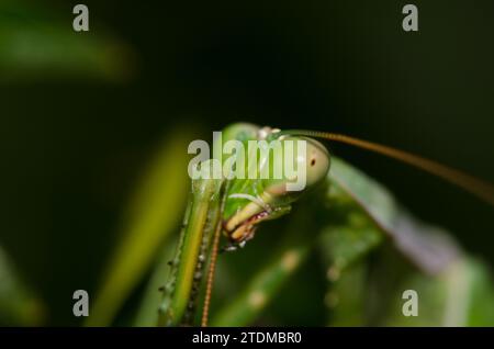 European mantis Mantis religiosa Pulisci una delle sue antenne. Bornos. Cadice. Andalusia. Spagna. Foto Stock