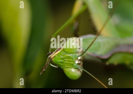 European mantis Mantis religiosa pulisce una delle sue gambe. Bornos. Cadice. Andalusia. Spagna. Foto Stock