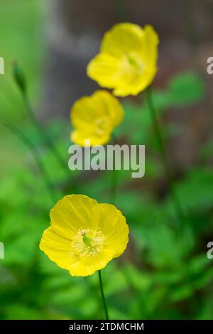 Papaver cambricum, Meconopsis cambrica, gallese a forma di ciotola di papavero, morbidi fiori gialli Foto Stock