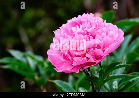 Peonia rosa Sarah Bernhardt, fiori doppi in rosa rosa, bordo bianco con volant sui petali Foto Stock