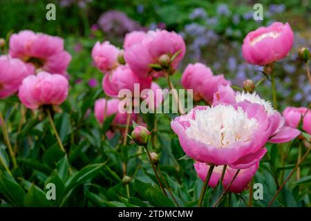 Paeonia lactiflora ciotola di bellezza, ciotola di bellezza di peonia, fiori rosa cerise tagliati, centro di petaloidi bianchi cremosi Foto Stock