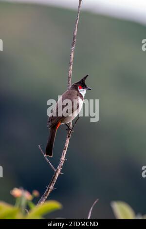 Catturare l'essenza della maestà degli uccelli asiatici: Esplorate il vivace mondo degli uccelli del Kerala con Gavi Ecotourism Foto Stock