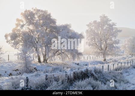 La neve, la nebbia e il brutto di dicembre si infrangono sugli alberi di betulla argentata nella campagna di Moray. Morayshire, Scozia Foto Stock