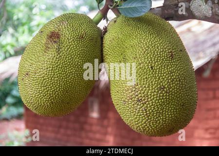 Jackfruit nel ramo dell'albero, nella foresta pluviale tropicale selvaggia della Repubblica Centrafricana Foto Stock