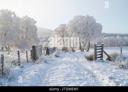 Dicembre neve, nebbia e brina su betulle d'argento nella campagna di Moray. Morayshire, Scozia Foto Stock