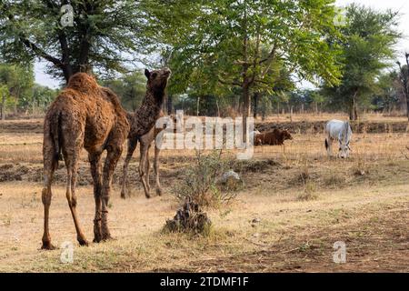 un giovane cammello selvaggio di giorno da un angolo piatto Foto Stock