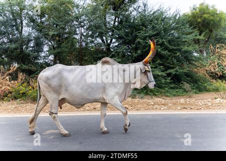 mucca con grande corno in strada la sera da un angolo piatto Foto Stock