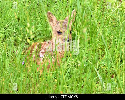 Capreolus capreolus,Einheimisches Wild,Kitz,Kitz abgelegt,Kitz zwei Tage alt,Natur,Paarhufer,Reh,Rehe,Rehe im Frühjahr,Rehkitz im Wald,Rehwild,Ricke,T. Foto Stock