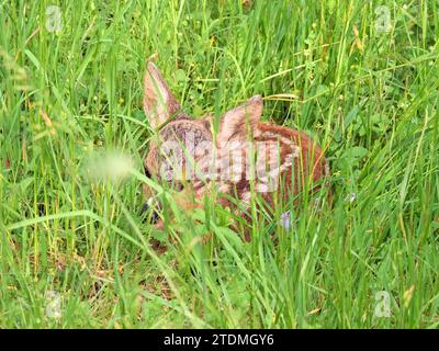 Capreolus capreolus,Einheimisches Wild,Kitz,Kitz abgelegt,Kitz zwei Tage alt,Natur,Paarhufer,Reh,Rehe,Rehe im Frühjahr,Rehkitz im Wald,Rehwild,Ricke,T. Foto Stock