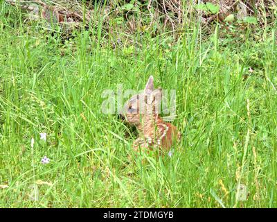 Capreolus capreolus,Einheimisches Wild,Kitz,Kitz abgelegt,Kitz zwei Tage alt,Natur,Paarhufer,Reh,Rehe,Rehe im Frühjahr,Rehkitz im Wald,Rehwild,Ricke,T. Foto Stock