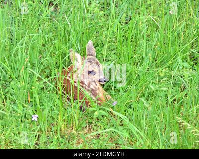 Capreolus capreolus,Einheimisches Wild,Kitz,Kitz abgelegt,Kitz zwei Tage alt,Natur,Paarhufer,Reh,Rehe,Rehe im Frühjahr,Rehkitz im Wald,Rehwild,Ricke,T. Foto Stock