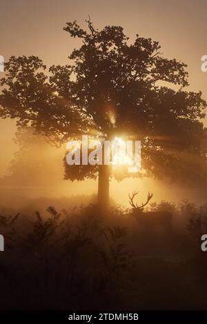 Un cervo di cervi rosso all'alba, preso a Bushy Park, Londra. Immagini EMOZIONANTI del Regno Unito mostrano due cervi rossi adulti che combattono tra loro in uno spettacolo di dominanza Foto Stock