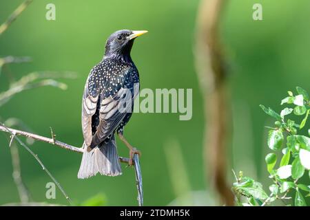 Der Star,Singvogel,Singvögel,Sperlingsvogel,Star,Star im Frühling,stare,Sturnus vulgaris,Sumus,Vogel,Vögel Foto Stock