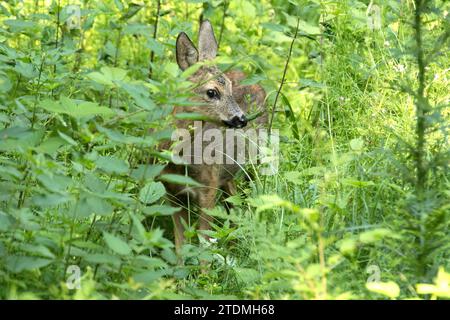 Capreolus capreolus,Feldrehe,Frühjahr,Natur,Paarhufer,Reh,Reh im Fellwechsel,Reh im Wald,Rehe,Ricke,Schmalreh,Schmalreh bei Waldäsung,Waldäsung,Wieder Foto Stock