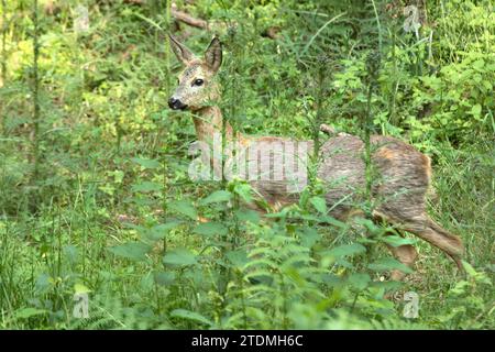 Capreolus capreolus,Feldrehe,Frühjahr,Natur,Paarhufer,Reh,Reh im Fellwechsel,Reh im Wald,Rehe,Ricke,Schmalreh,Schmalreh bei Waldäsung,Waldäsung,Wieder Foto Stock