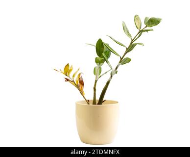 Zamioculcas zamifolia pianta con foglie secche isolate su fondo bianco Foto Stock