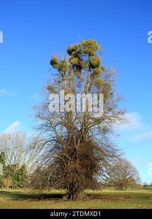 Mistletoe (album viscum)cresce nel suo albero ospite nel Worcestershire, Inghilterra, Regno Unito. Foto Stock