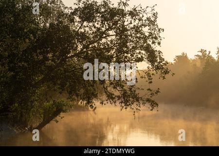 Vista panoramica delle mangrovie all'alba nel parco nazionale di Sundarbans, patrimonio dell'umanità dell'UNESCO, Bangladesh Foto Stock