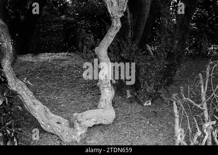 Strano albero di forma Foto Stock