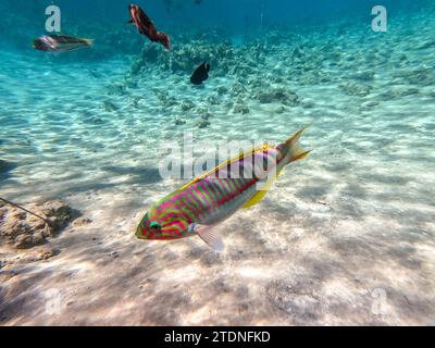 Klunzinger's wrasse noto come Thalassoma rueppellii sott'acqua presso la barriera corallina. Vita subacquea della barriera corallina con coralli e pesci tropicali. Coral Reef at Foto Stock