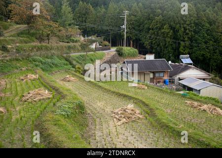 Risaie nel mezzo delle montagne della prefettura di Wakayama in Giappone. Foto Stock