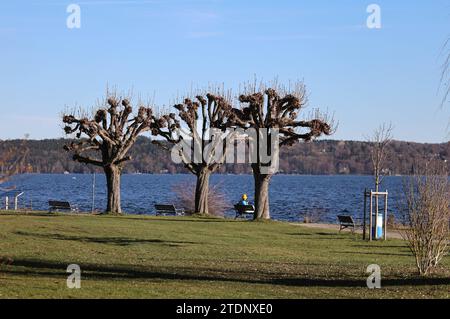 Tutzing, Bayern, Deutschland 19. Dicembre 2023: Ein Wintertag in Tutzing Landkreis Starnberg. Hier der Blick von der Brahmspromenade auf den Uferweg mit drei Bäumen und dem Starnberger SEE im Hintergrund, viel Sonne, blauer Himmel, wandern, spazieren, Ruhe, Hotspot *** Tutzing, Bavaria, Germania 19 dicembre 2023 Una giornata invernale a Tutzing, quartiere di Starnberg qui la vista dal Brahmspromenade al sentiero sul lago con tre alberi e il lago Starnberg sullo sfondo, tanto sole, cielo blu, escursioni, passeggiate, tranquillità, hotspot Foto Stock