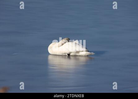 Tutzing, Bayern, Deutschland 19. Dicembre 2023: Ein Wintertag in Tutzing Landkreis Starnberg. Hier der Blick auf den grossen Deixlfurter Weiher, Deixlfurter SEE, Hier ein schlafender Schwan, ein Schwan der schläft, Ruhen mitten auf einer Eisschicht *** Tutzing, Baviera, Germania 19 dicembre 2023 Una giornata invernale nel distretto di Tutzing Starnberg qui la vista del grande Deixlfurter Weiher, Deixlfurter SEE, qui un cigno addormentato, un cigno che dorme, riposa nel mezzo di uno strato di ghiaccio Foto Stock