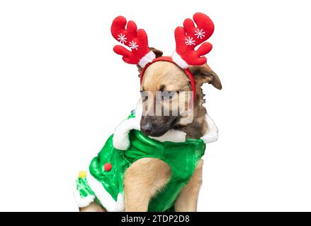 Cane in costume di Capodanno da vicino isolato su sfondo bianco Foto Stock