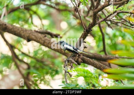 Uccello comune Magpie o Pica pica arroccato sul ramo dell'albero nel giardino tropicale nelle giornate di sole Foto Stock