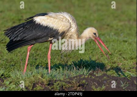 Cicogna bianca adulta (ciconia ciconia) che cattura un verme in erba verde per i suoi figli Foto Stock