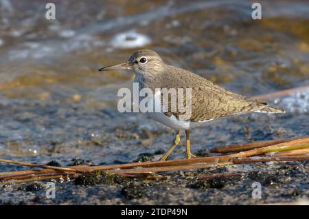 Il pifferaio comune (Actitis hypoleucos) cammina sul bordo dell'acqua vicino a una riva in una giornata ventosa Foto Stock