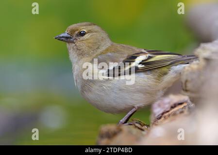 Chaffinch femmina (fringilla coelebs) che posa su qualche ramo con fiori di fondo nella stagione della riproduzione primaverile Foto Stock