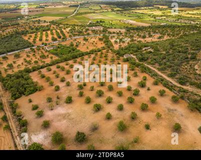 Vista aerea delle colture e dei campi di alberi da frutto nelle zone rurali di Porreres (Maiorca, Isole Baleari, Spagna) Foto Stock