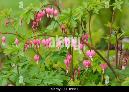 Lamprocapnos spectabilis, cuore sanguinante, cuore sanguinante asiatico, a forma di cuore, rosa viola o fiori bianchi Foto Stock