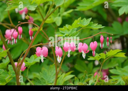 Lamprocapnos spectabilis, cuore sanguinante, cuore sanguinante asiatico, a forma di cuore, rosa viola o fiori bianchi Foto Stock