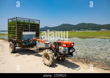 Paesaggio rurale in Corea - l'inizio della coltivazione del riso, la piantagione di riso con un coltivatore Foto Stock