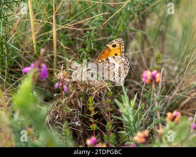 Grayling Butteffly che dà da mangiare a Bell Heather Foto Stock