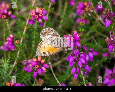 Grayling Butteffly che dà da mangiare a Bell Heather Foto Stock