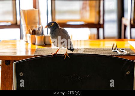 Bird on chair nel ristorante, Chaweng, Ko Samui, Thailandia Foto Stock