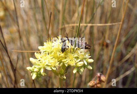 Heath assassin bug (Coranus subappterus) a caccia di una preda. Foto Stock